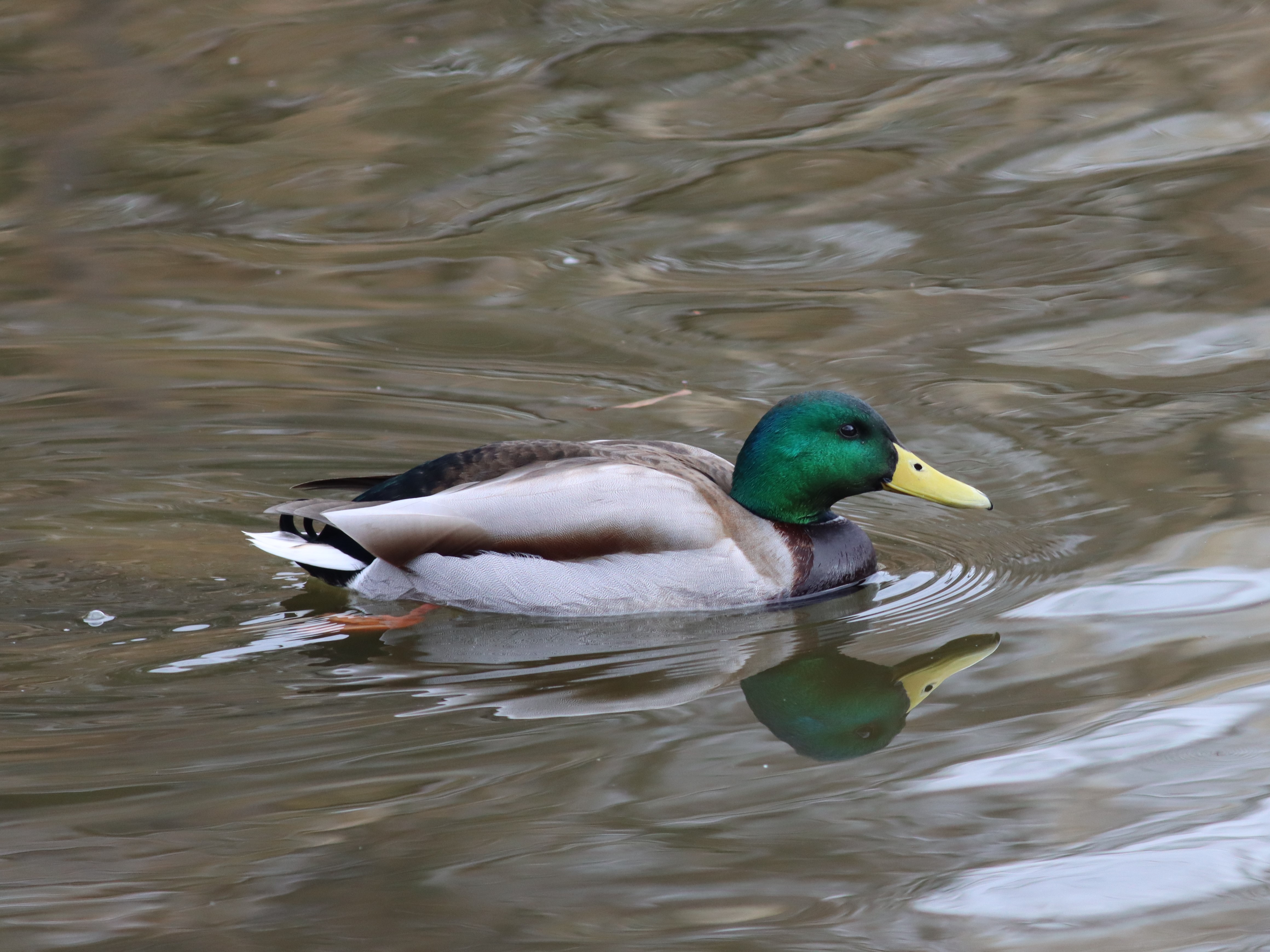 池のマガモ2
